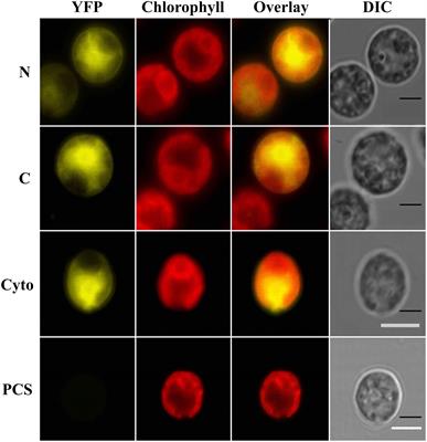 Knock-Down of the IFR1 Protein Perturbs the Homeostasis of Reactive Electrophile Species and Boosts Photosynthetic Hydrogen Production in Chlamydomonas reinhardtii